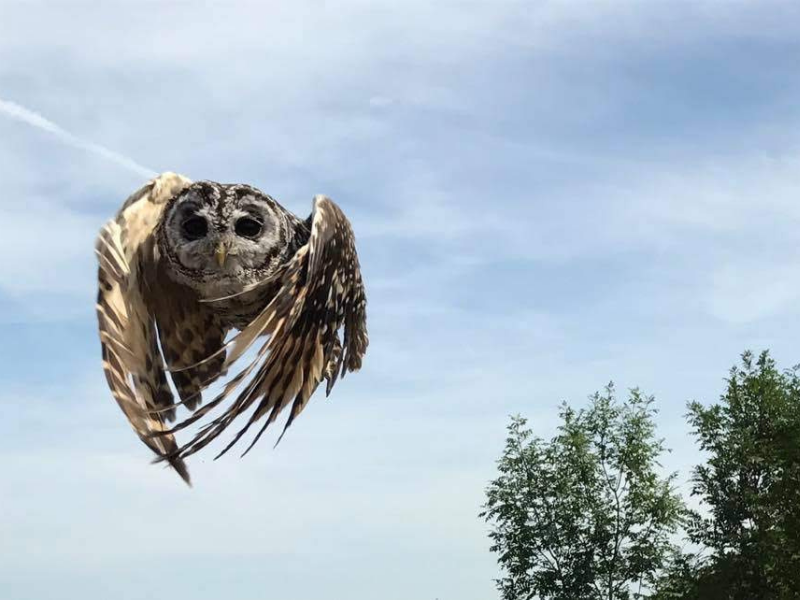 Owl flying during a demonstration