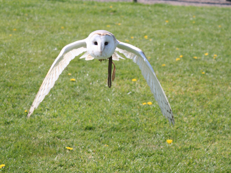 Barn owl falconry display at Hatton Halloween Spooktacular