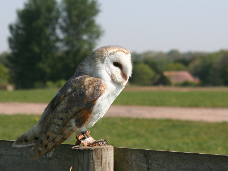 Barn owl sat on a fence with Warwickshire countryside in the back ground