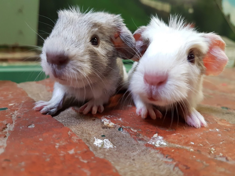 Baby Guinea pigs from Guinea pig village Hatton Adventure World Warwick