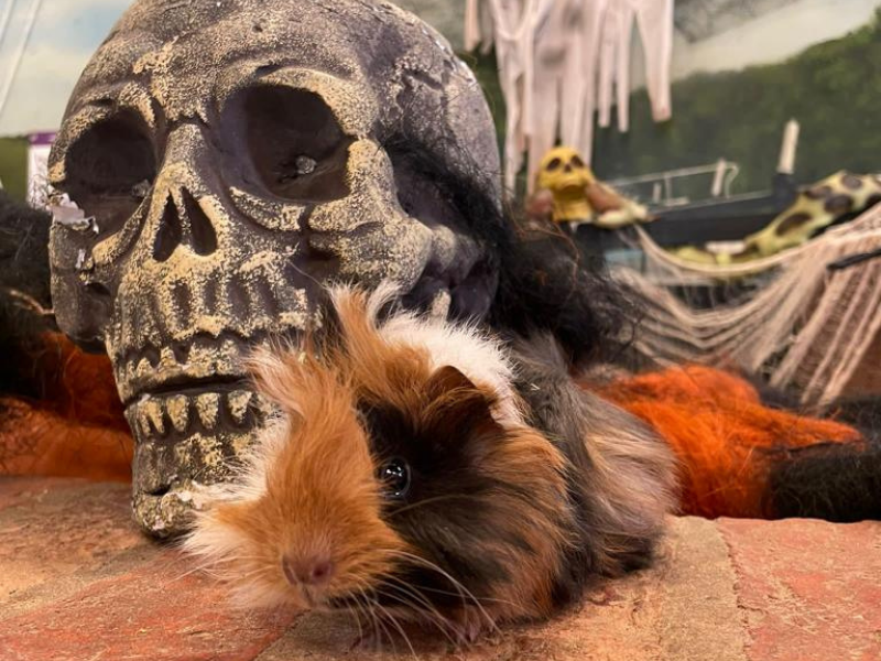 Fluffy tri coloured Guinea pig sat in front of a decorative skull