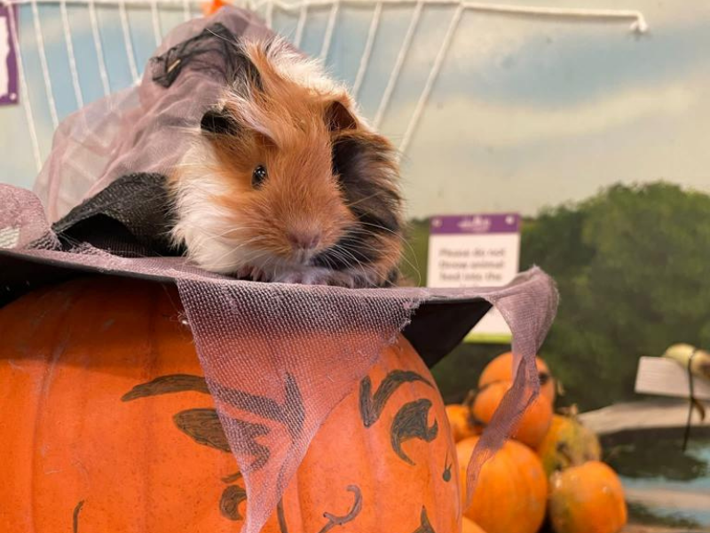 Baby Guinea pig sat on a witches hat on a decorated pumpkin