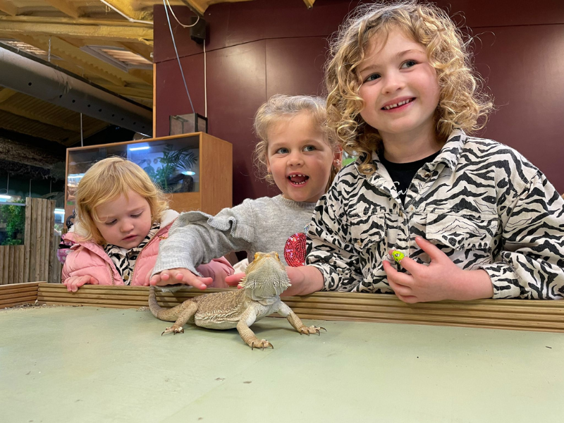 Child development learning about lizards