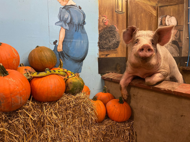 Pig smiling with a Pumpkin Display at Halloween for a Children's Farm Park in Warwickshire