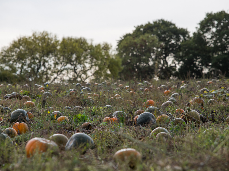 Field full of pumpkins