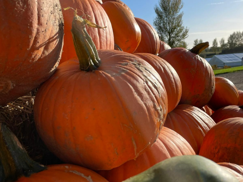 Stack on bright orange pumpkins