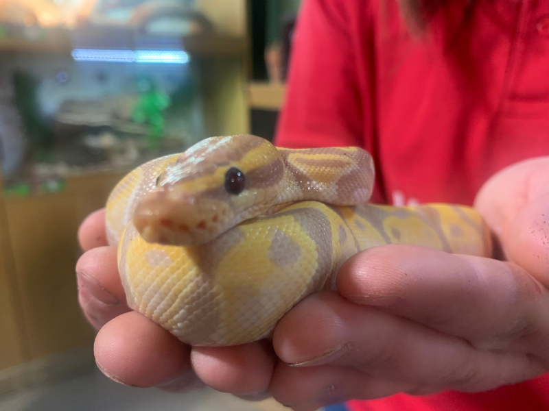 Yellow snake