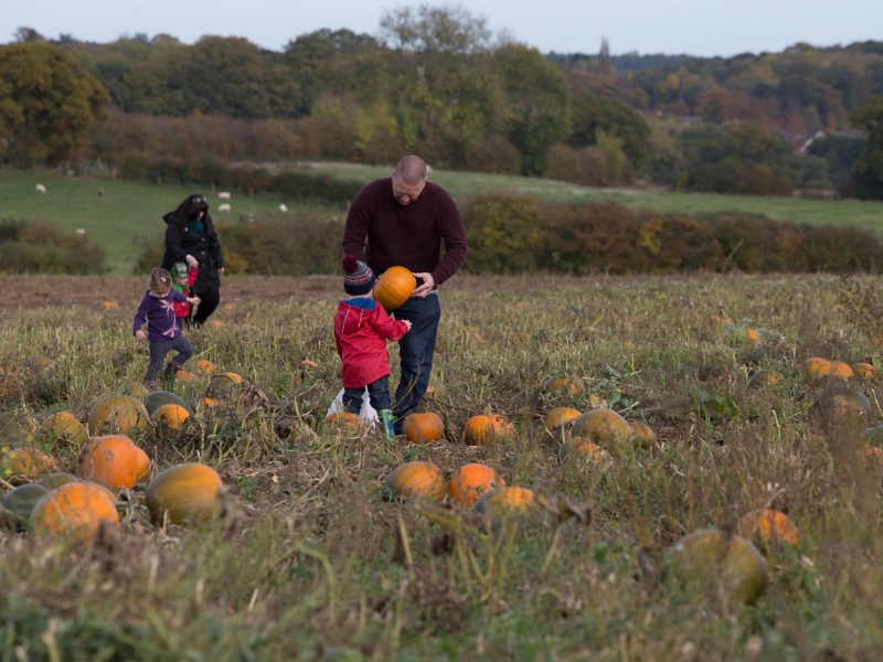 Family pumpkin picking in Warwickshire country side