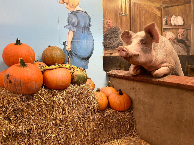 Pig looking over her pen at a display of pumpkins
