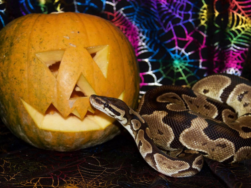 Boa with a Jack-o-lantern